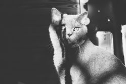 -飛凡TATTOO纹身•原创