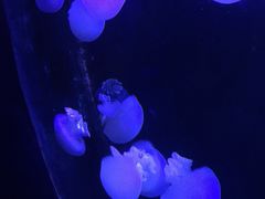 -青岛海底世界-水族馆
