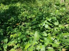 -草根堂农场