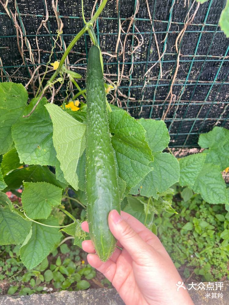 农家路边自种的带刺黄瓜