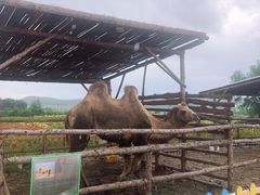 -北纬44度·金珠花海休闲农业旅游景区