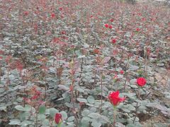 -三圣花乡旅游区