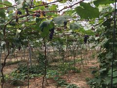 -海堤葡萄园中小学生研学基地