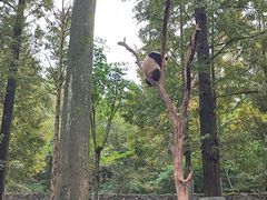 -都江堰中华大熊猫苑