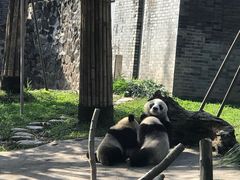 -都江堰中华大熊猫苑