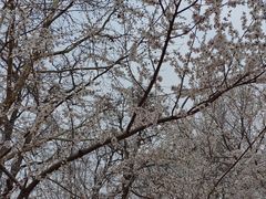 -桃花堤公园