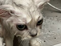 -瑞派康怡24h宠物医院·犬猫医疗中心·微创绝育(瑞景分院)