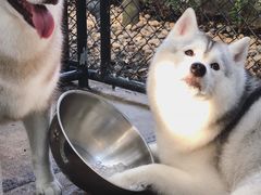 -TrueLove @ Neverland (Husky Cafe)
