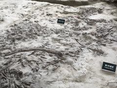 -金沙遗址博物馆