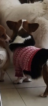 -怪兽屋·羊驼·猫咖·狗咖(俊华广场店)