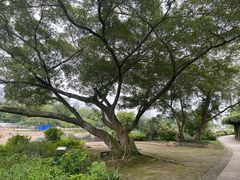 -广西壮族自治区药用植物园