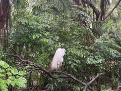 -广州长隆飞鸟乐园