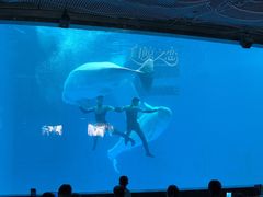 -海合安成都极地海洋公园