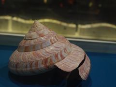 -青岛贝壳博物馆