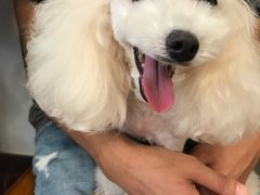 -多卡布奇宠物生活馆(上林世家店)