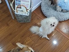 -汪说·狗咖·拼豆·宠物周边DIY(旺城大厦店)