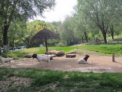 -北京野生动物园