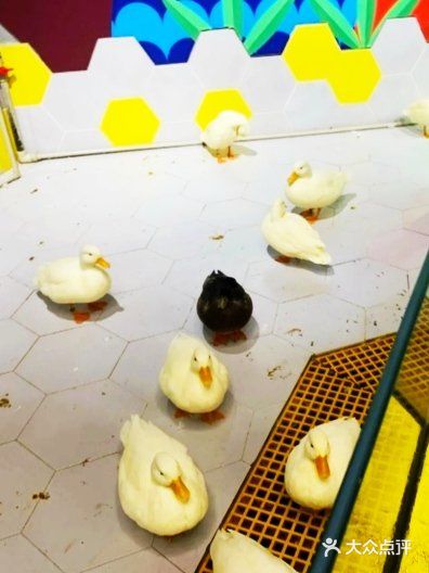 喜欢萌萌小动物的就来这家萌宠动物园