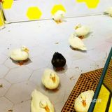 喜欢萌萌小动物的就来这家萌宠动物园