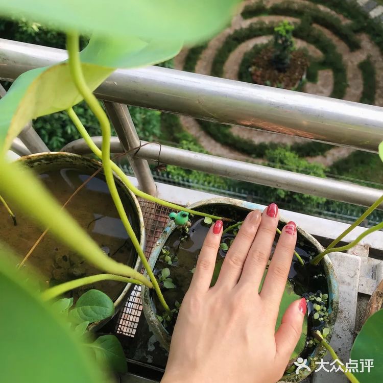 碗莲的简易种植