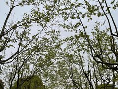 -上海鲜花港