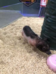 -酷嗒动物文化乐园(cutezoo西溪乐天城店)