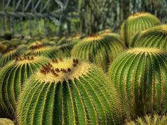 -深圳市中科院仙湖植物园