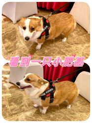 -白金汉爵大酒店·宴会厅