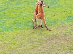 -西霞口神雕山野生动物世界
