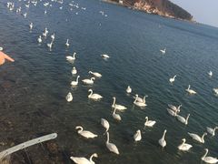 -烟墩角天鹅湖