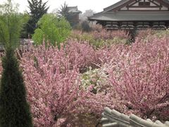 青龙寺樱花-西安青龙寺遗址景区