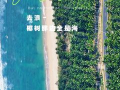 -东郊椰林
