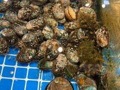 -回香楼大连新派清真菜