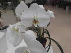 -西部兰花园生态园