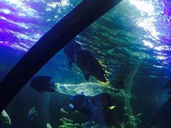 -苏州海洋馆
