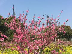 -南汇水蜜桃采摘(大团店)