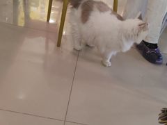 -平行世界·猫咖(首经贸店)