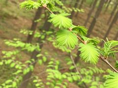 -黄海国家森林公园