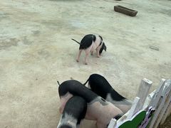 -湖南湘都生态农业园