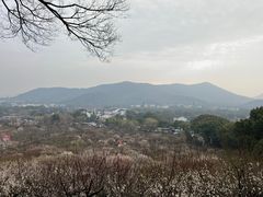 -香雪海