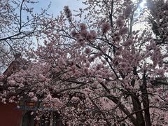 -桃花堤公园