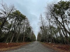 -上海海湾国家森林公园