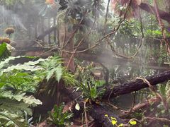 -正佳雨林生态植物园
