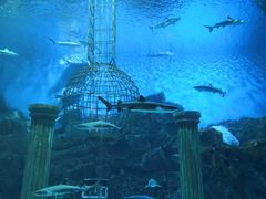 -芜湖新华联大白鲸海洋公园