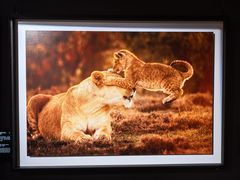 -罗红摄影艺术馆