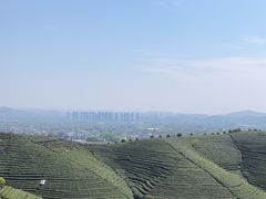 -龙坞茶村