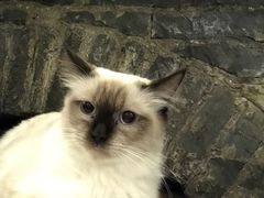 -猫色咖啡·猫咖