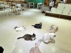 -藏猫猫咖啡主题馆(中央大道店)