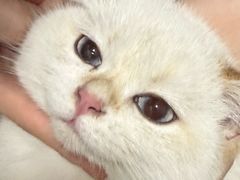 -瑞鹏宠物医院·夜间急症·心超·猫科(祖庙分店)