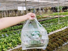 -Ohkajhu Organic Farm Sansai